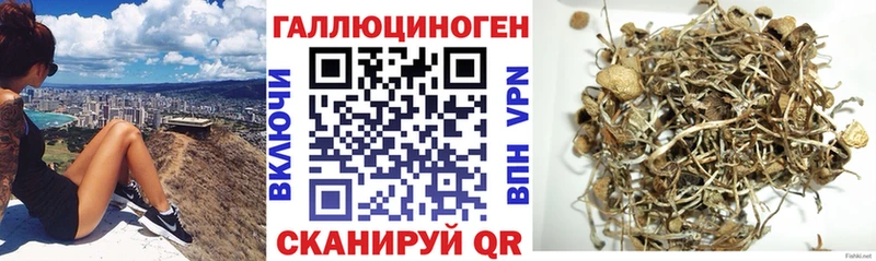 Псилоцибиновые грибы Psilocybine cubensis Сертолово